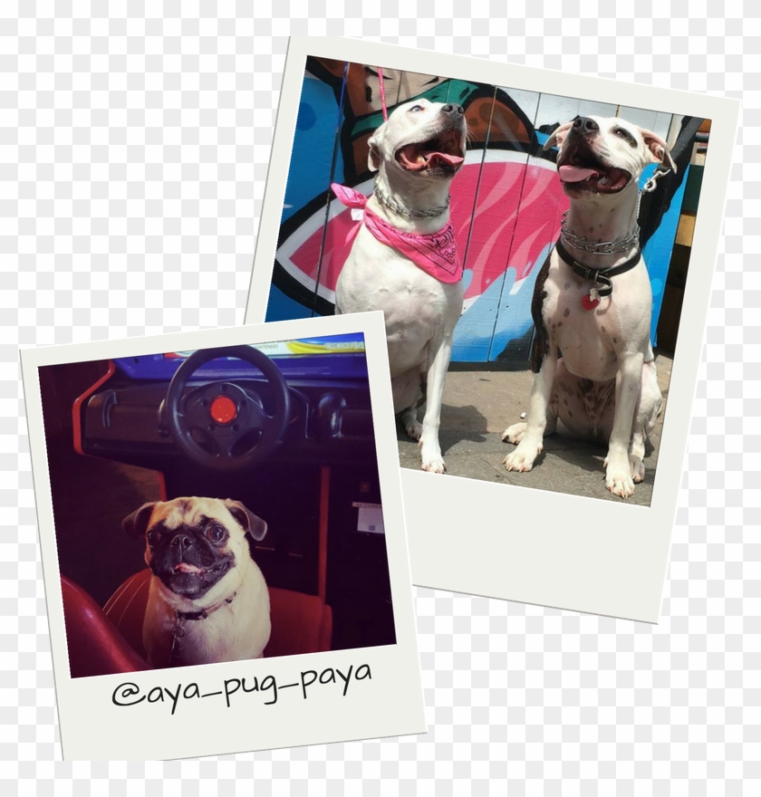 Dog Friendly Bars In Nc - Pug Clipart #3128477