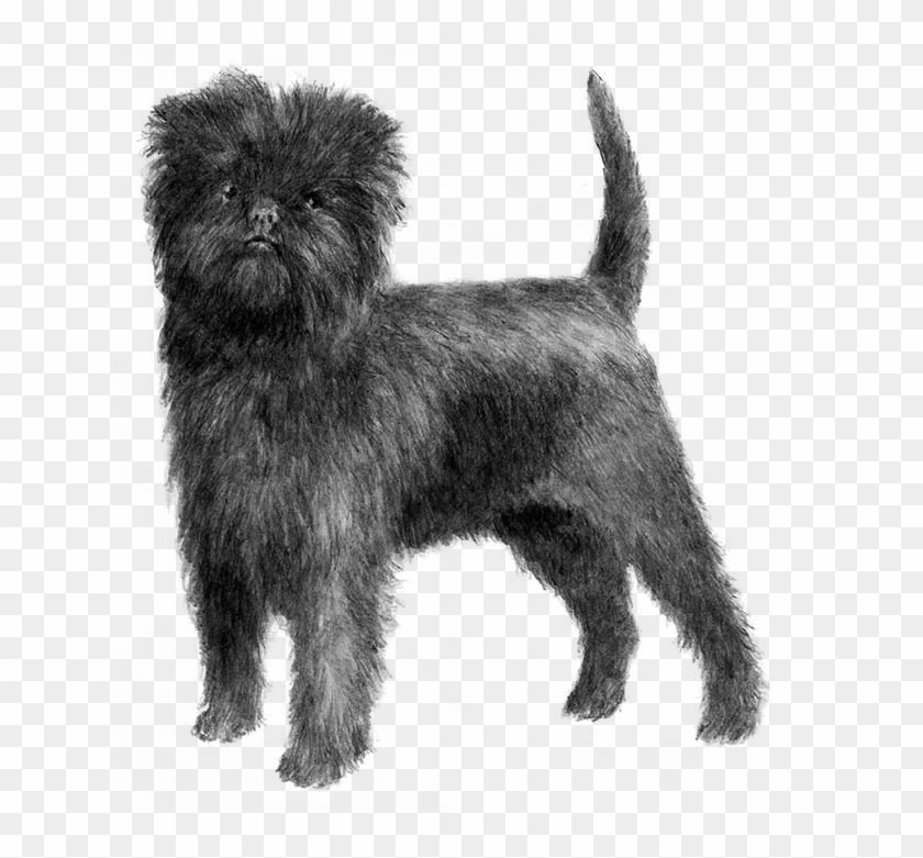 Pug - Affenpinscher Transparent Background Clipart #3128482