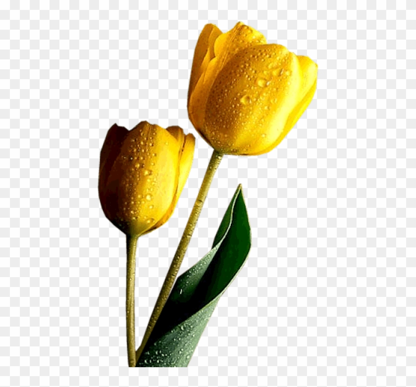 Free Png Yellow Tulips Png Images Transparent - Divine Inspirations And Prayers Clipart #3128926