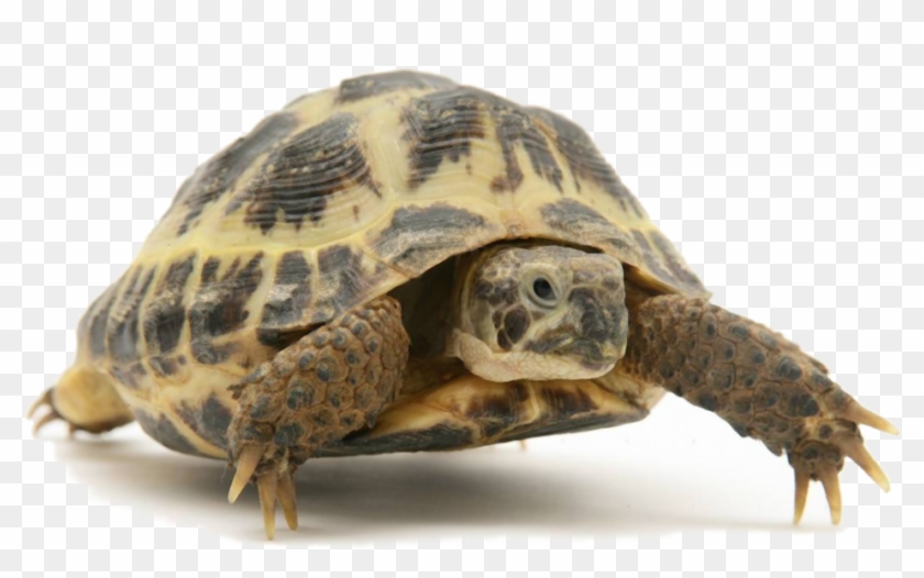 Tortoise Images Png , Png Download - Difference Between Turtle And Tortoise In Hindi Clipart