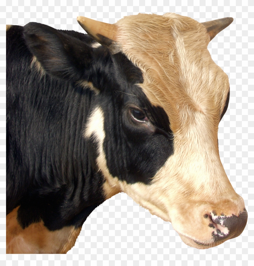 Cow Head Png Clipart #3130348