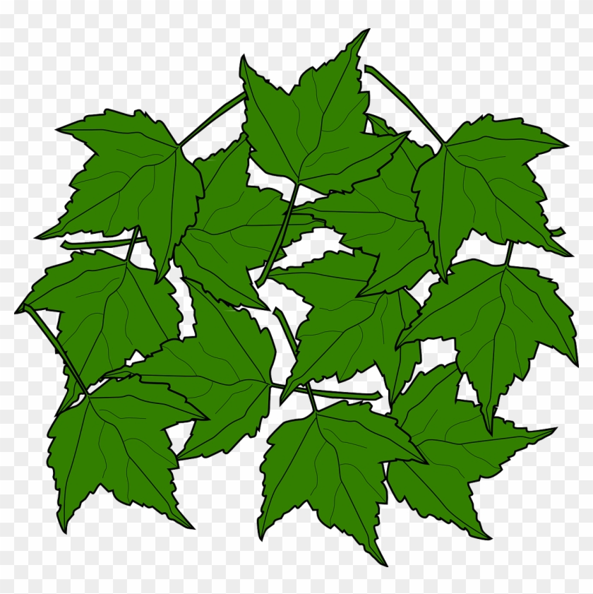 Maple Fall Leaves Nature Autumn Png Image - Leaf Clipart