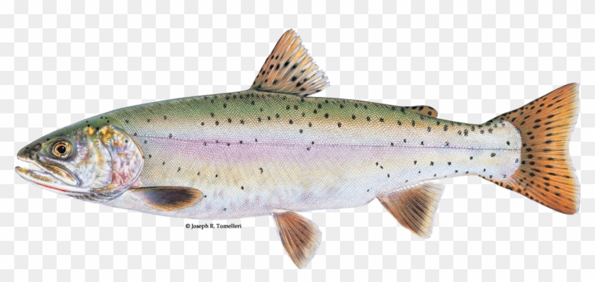 Trout Png Clipart #3132935