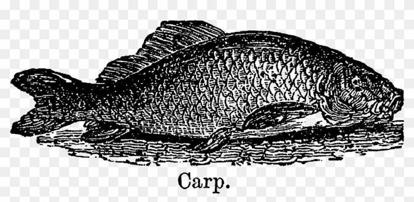Trout Clipart Carp - Bass - Png Download