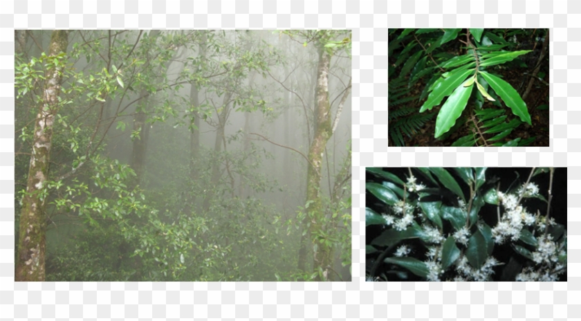 Cloud Forest At 900 Metres At Springbrook - Jungle Clipart #3136112