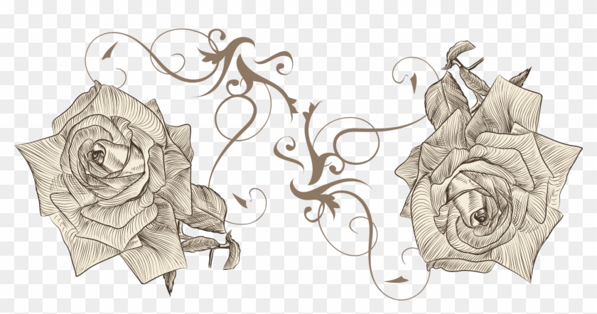 Beach Rose Drawing Flower Euclidean Vector Sketch - Drawing Clipart #3137663