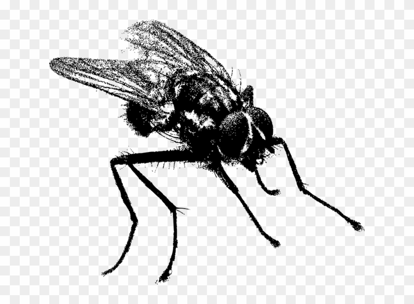 Fly In Black And White Clipart #3138572