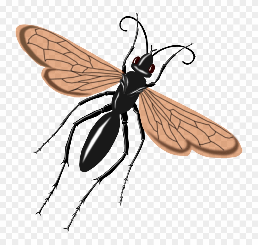 Tarantula Hawk Png Clipart