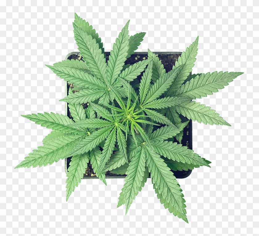 Cannabis Clipart #3139160