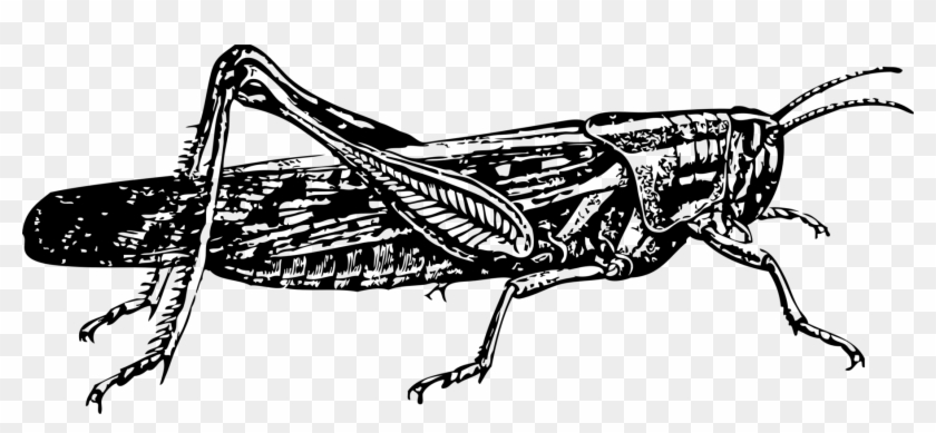Insect Locust Drawing Grasshopper Pest - Locust Clip Art - Png Download