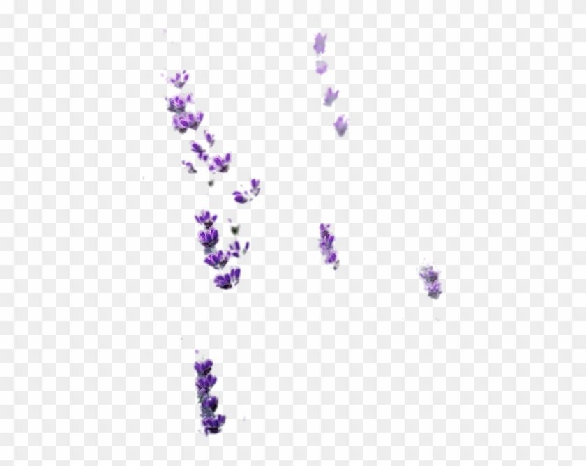 Lavender Bits Cut - English Lavender Clipart