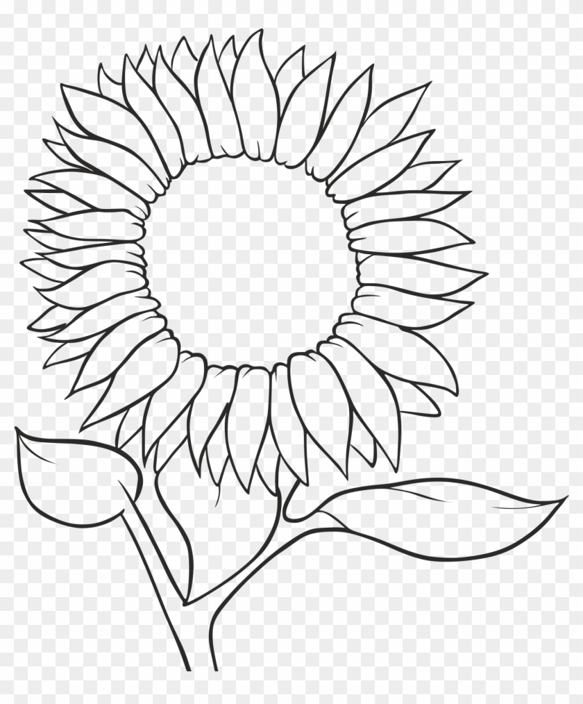 Common Seed Sketch - Free Line Drawing Sunflower Clipart