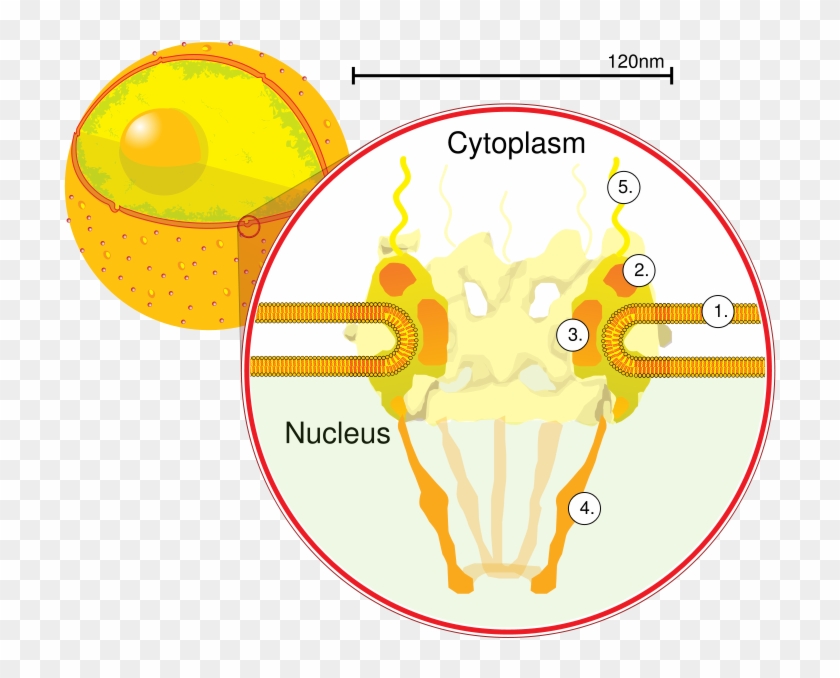 Download Nuclearpore Crop Pore Transparent Background - Nuclear Pore In Cell Clipart