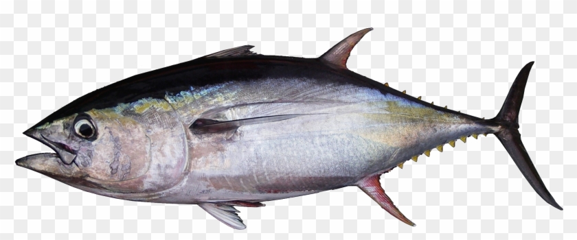 Summary - Yellowfin Tuna Clipart