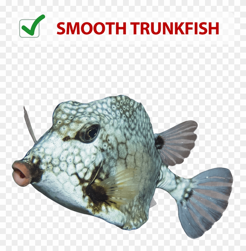 Order Now - Trunkfish Clipart #3144249