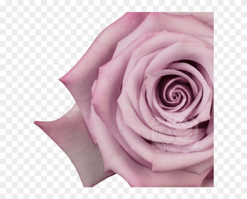 Lavender Roses - Floribunda Clipart #3144307