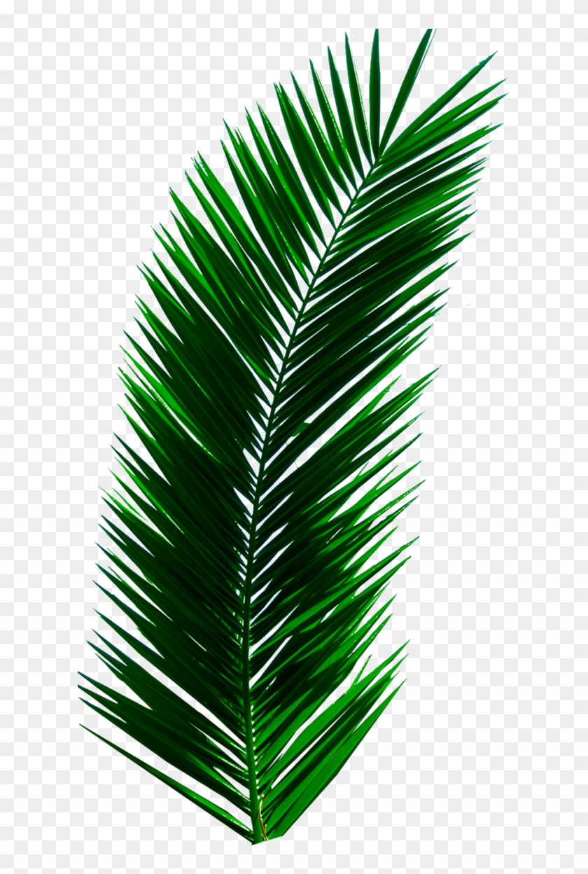 167 Images About Editing Needs On We Heart It - Palm Tree Leaf Png Clipart #3144432