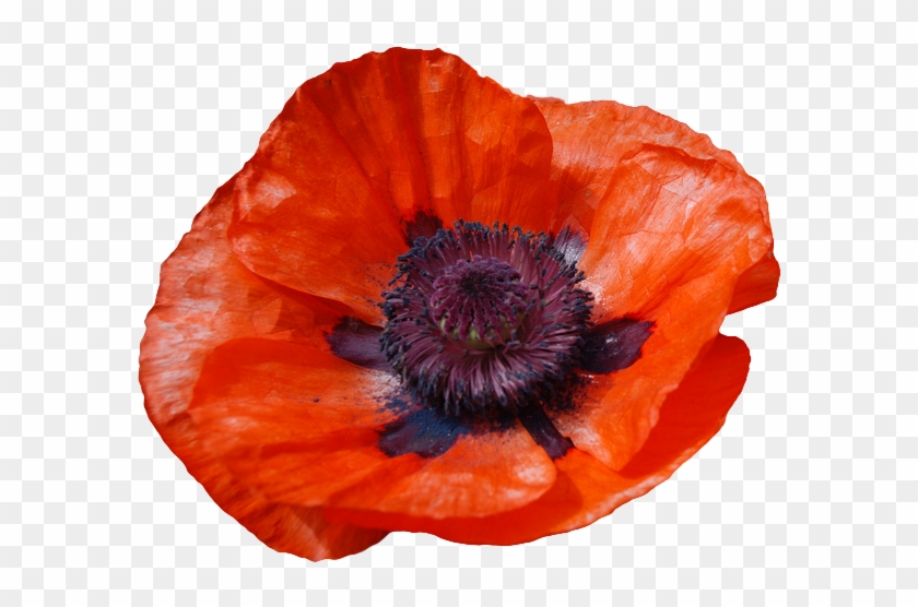 Poppy Transparent Free Download On New Vitruvian - Oriental Poppy Clipart #3144904