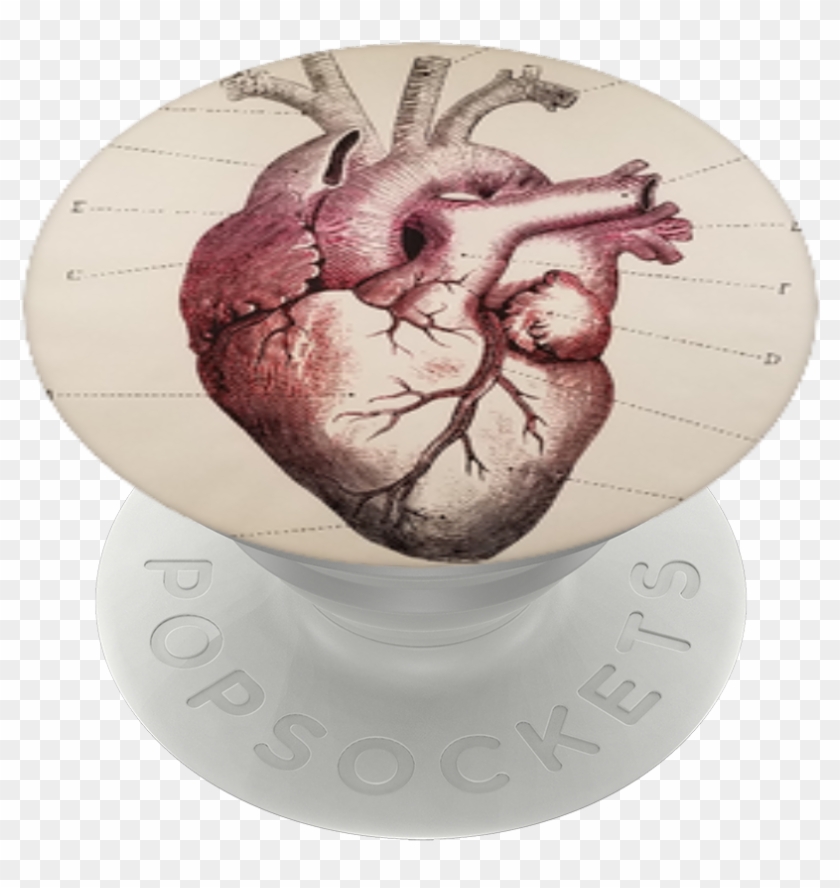 Heart Of Hope, Popsockets - Cool Anatomical Heart Clipart #3145004