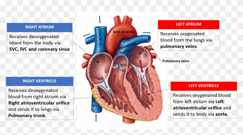 Veins Opening Into Right Atrium, Tetrology Of Fallot - Largest Artery In Human Body Clipart #3145022