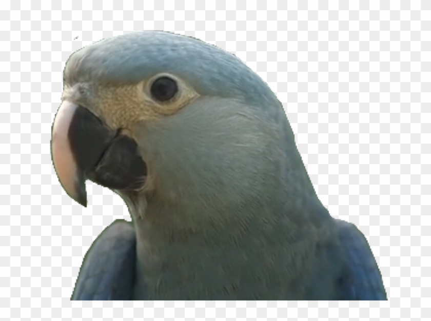 Y O S Http - Lovebird Clipart