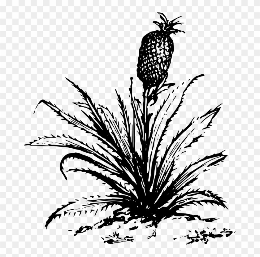Pineapple Drawing Cartoon Plants - Big Plants Clip Art Black And White - Png Download #3146464