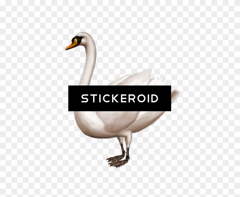 Swan Png , Png Download Clipart #3146825