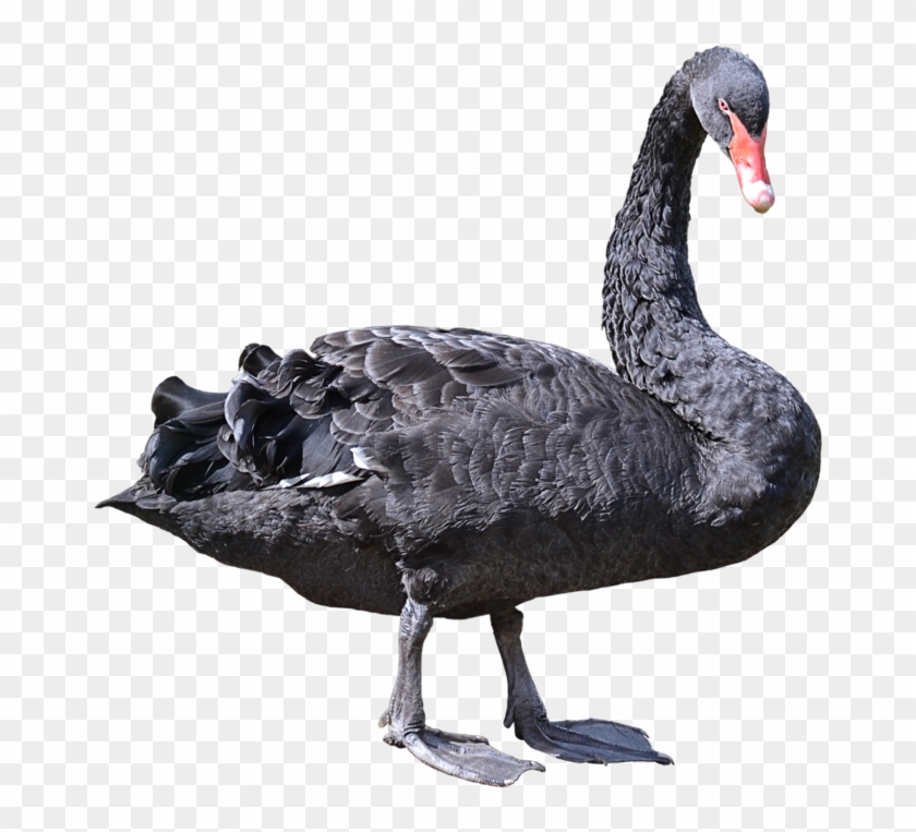Download Swan Png Transparent Images Transparent Backgrounds - Black Swan Bird Png Clipart #3146827