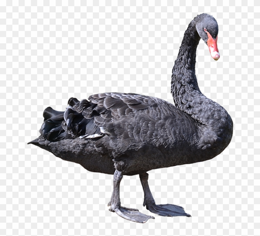 Download Swan Png Transparent Images Transparent Backgrounds - Black Swan Bird Png Clipart