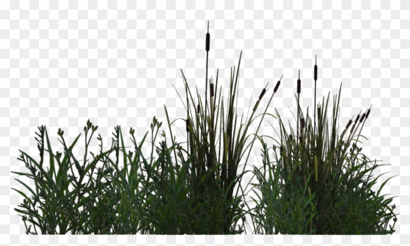 Aquatic Information Transprent - Pond Plants Png Clipart #3147512