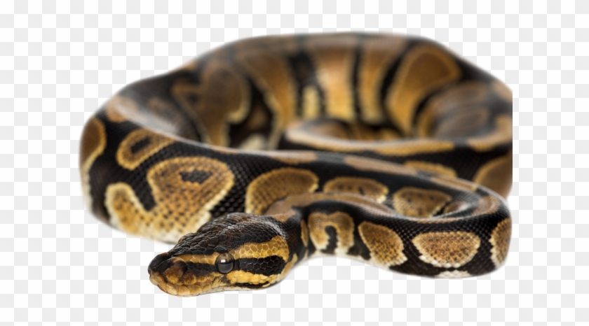 Ball Python Clipart Python Snake - Non Venomous Snakes With Names - Png Download