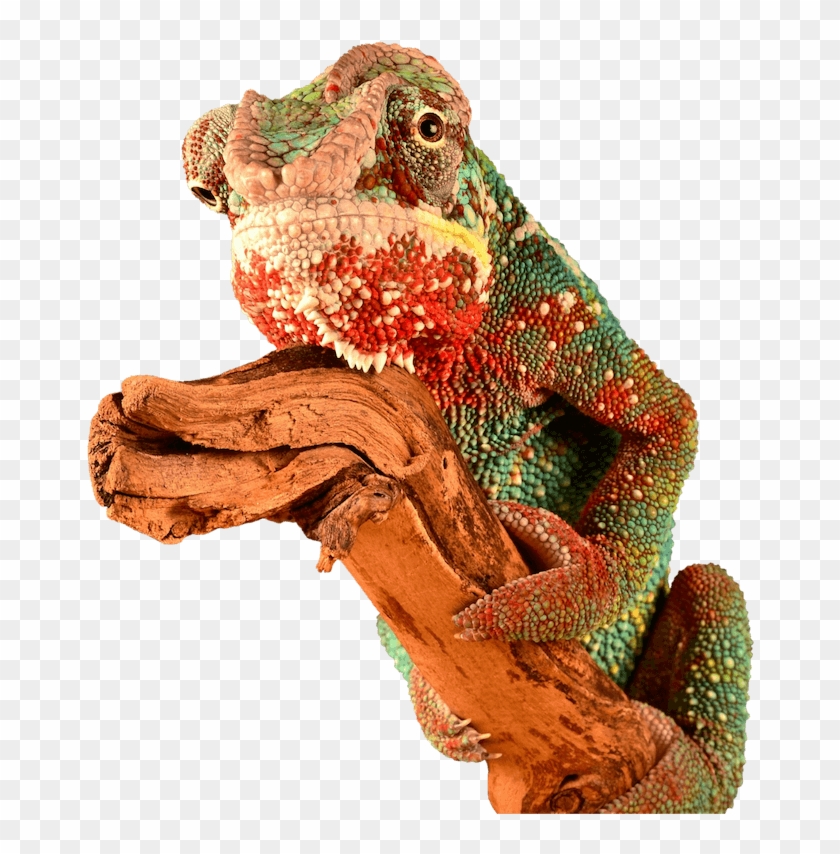 Chameleon Brick Tinting Mascot - Red Chameleon Png Clipart #3149276
