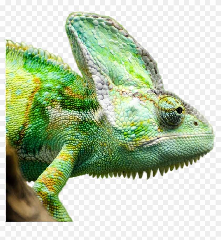 Reptile-642970 1280 Clipart
