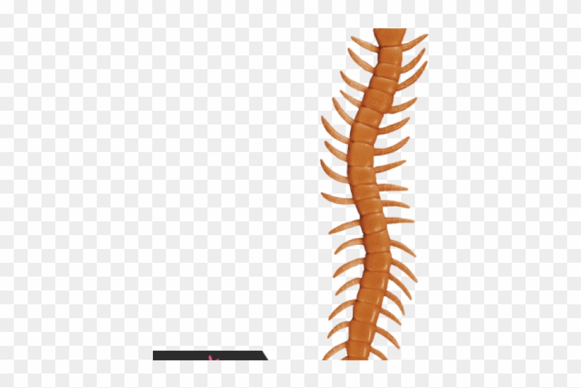 Centipede Clipart Spring - Insect - Png Download #3152400