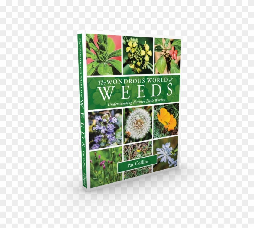 Wondrous World Of Weeds - African Daisy Clipart