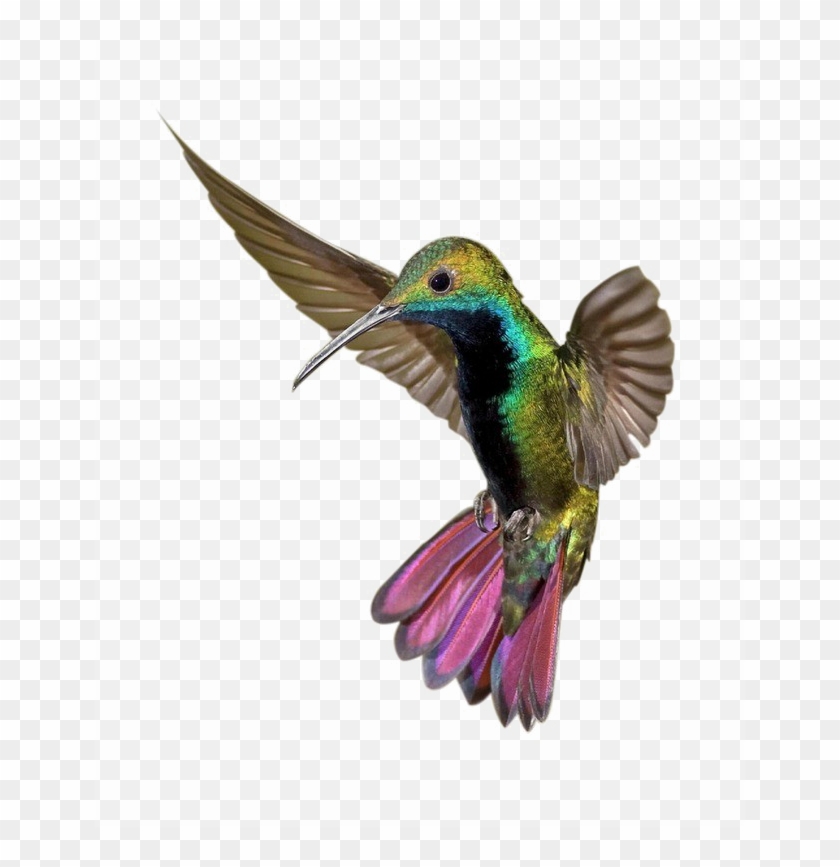 Kingfisher Png Clipart - Imagenes De Colibris Hermosos Transparent Png #3153809