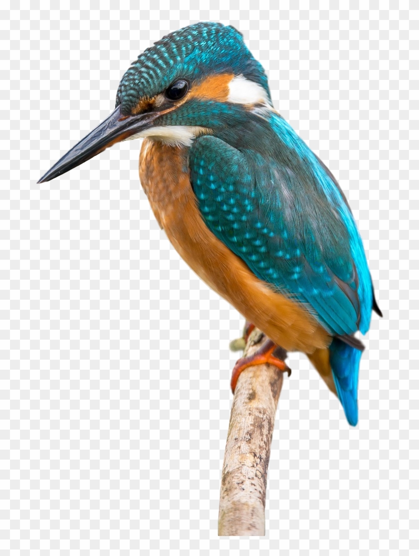Bird Beak Clip Art Transprent Png Free Ⓒ - Common Kingfisher Transparent Png #3153811