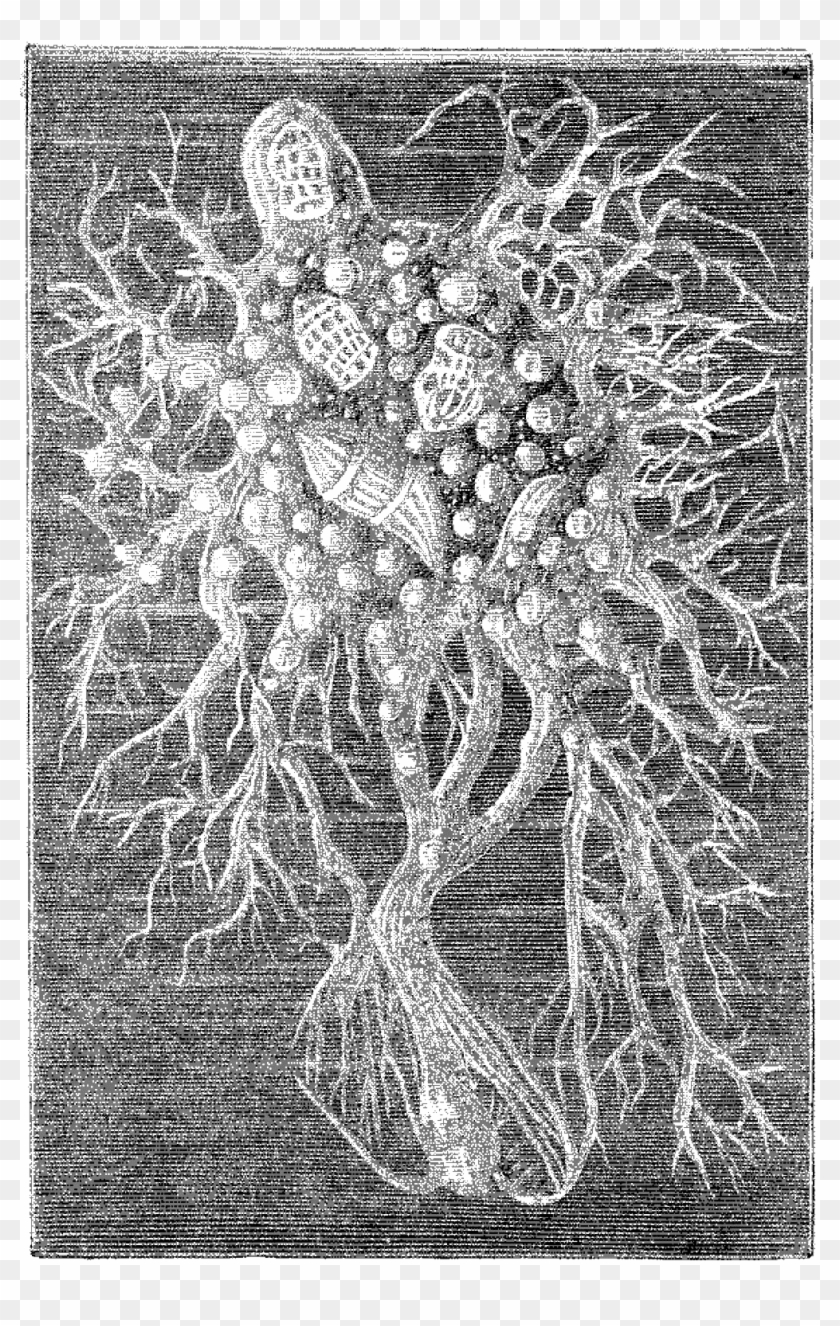 File - La Nature - 1879 - S1 - P212 Origines De La - Motif Clipart