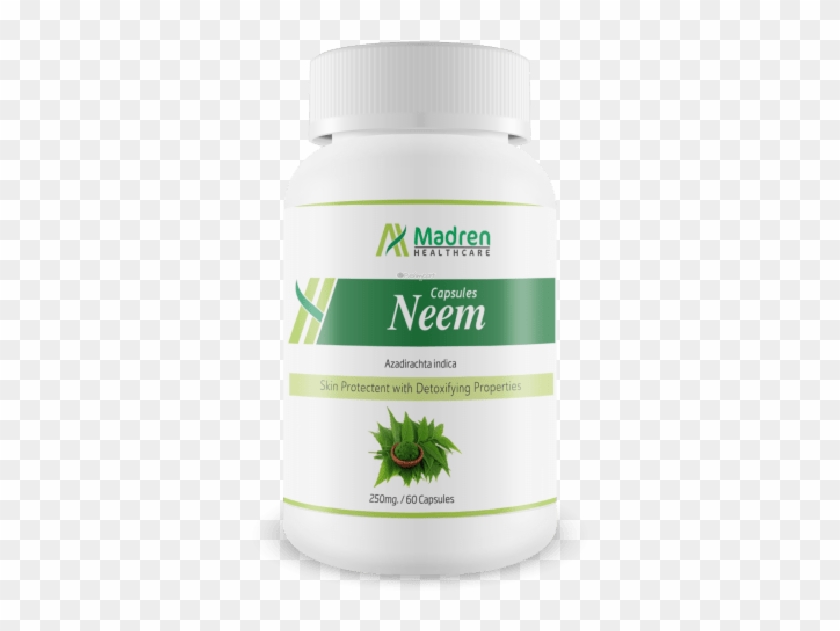 Saw Palmetto Clipart