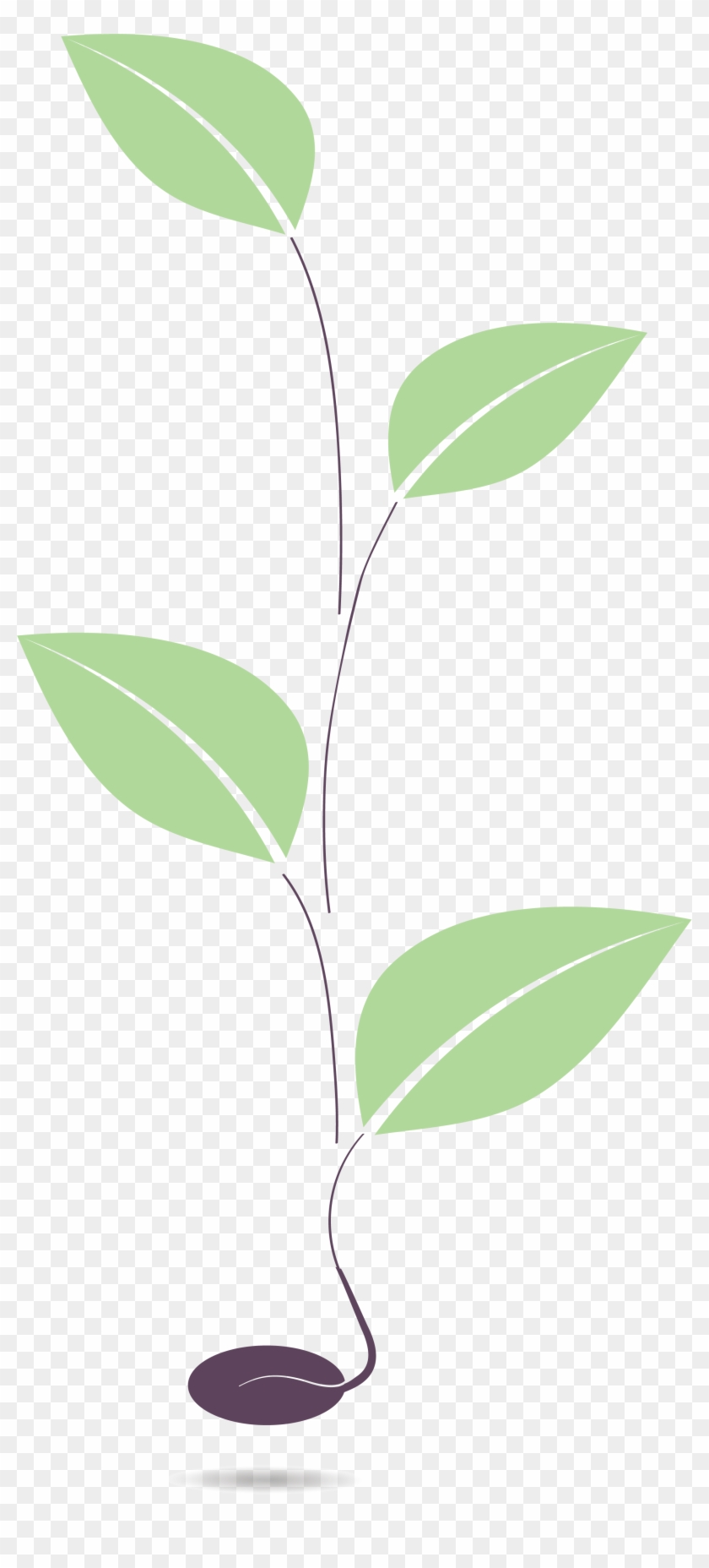 Sprout-background - Herbaceous Plant Clipart