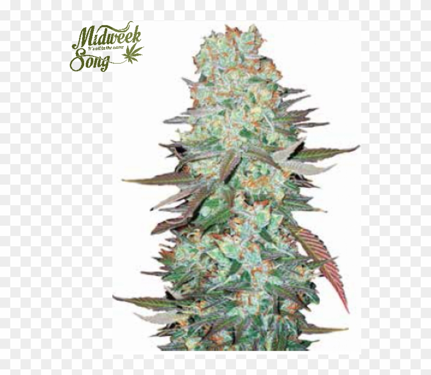 Cannabis Transparent Tree Png Clipart