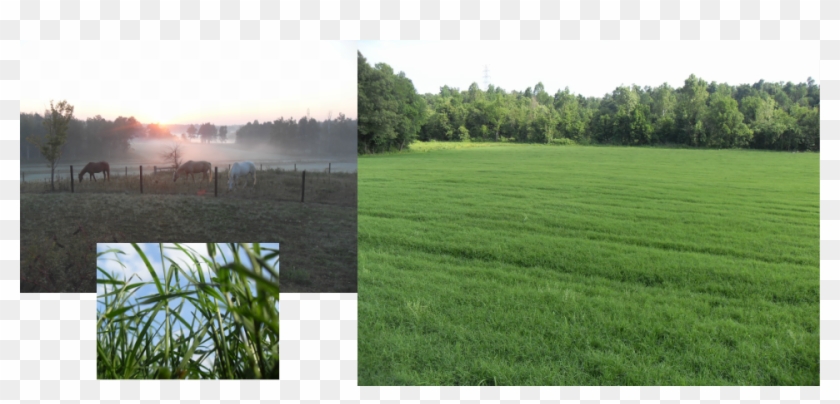 Hay Transparent Square - Grass Clipart #3159536