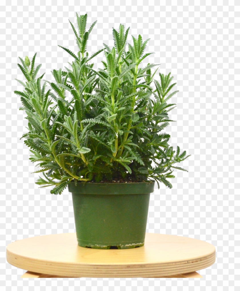 Lavender 'french' Plant Clipart #3159596