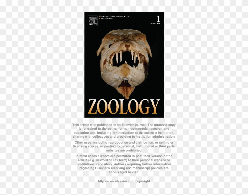 Functional Morphology Of Bite Mechanics In The Great - North American River Otter Clipart