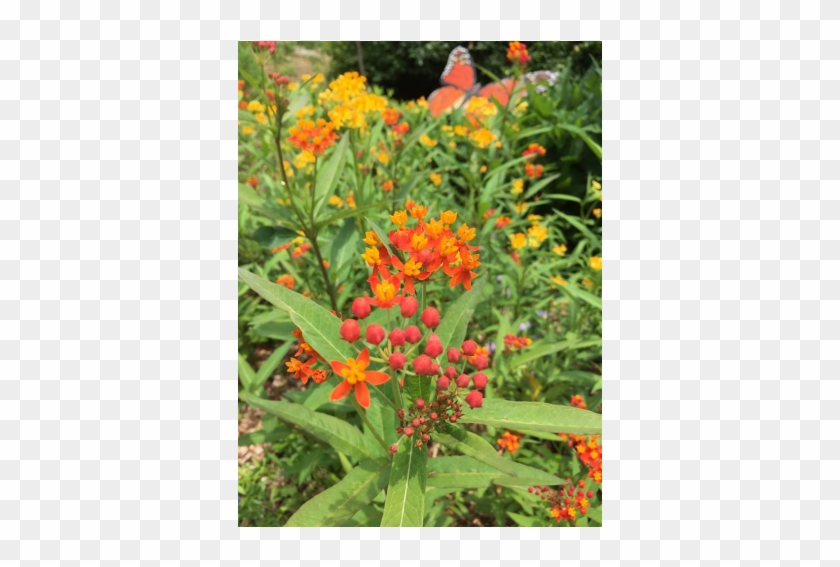 From The Smallest Flower In The Woods To Flashy Tulips - Tropical Milkweed Clipart #3161545