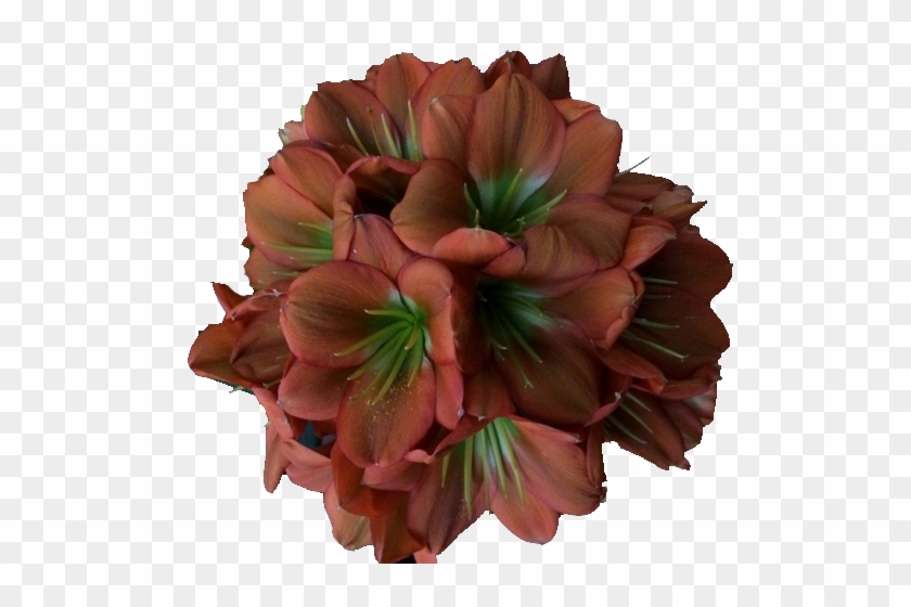 And Acquire Extrodinary And Unusual Clivia - Artificial Flower Clipart #3161546