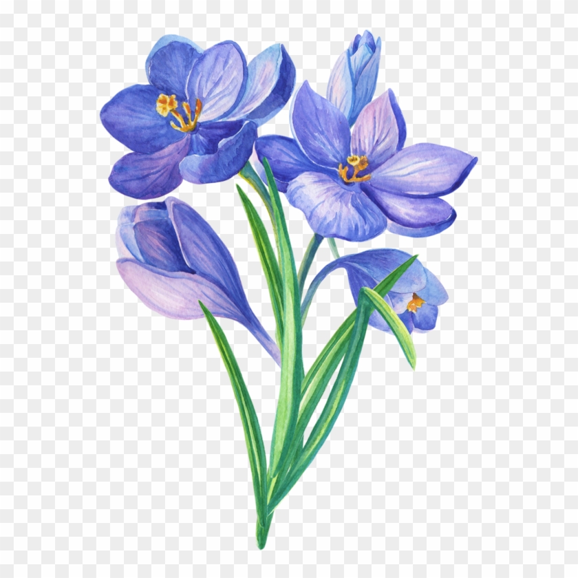 Crocuses Bouq Png - クロッカス イラスト Clipart