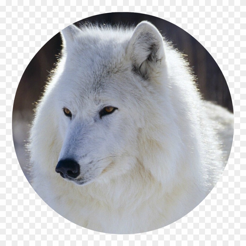 Snow White Wolf With Blue Eyes , Png Download Clipart