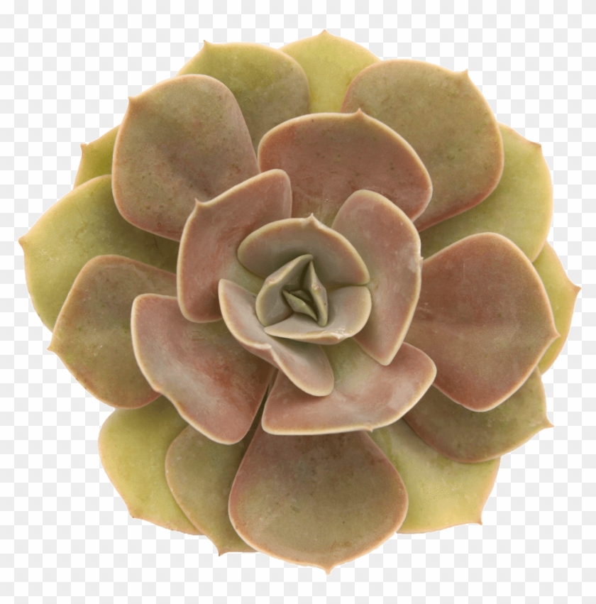 Echeveria Lolita Clipart