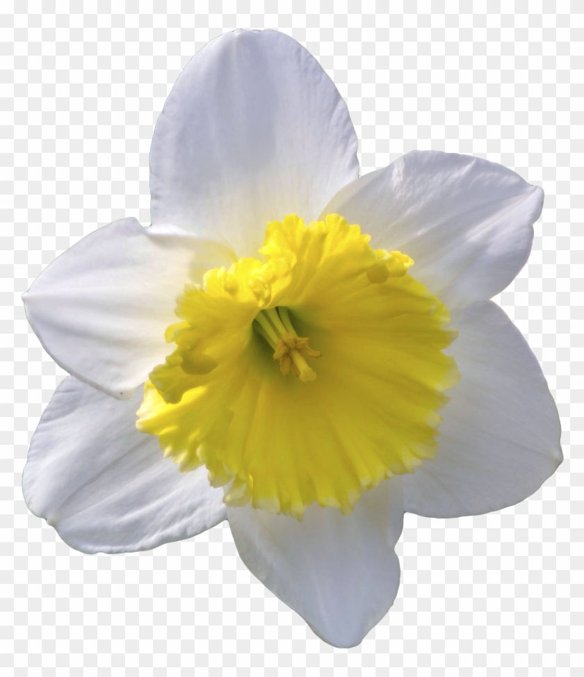 “transparent White Daffodil - Transparent Background Daffodil Png Clipart #3163851